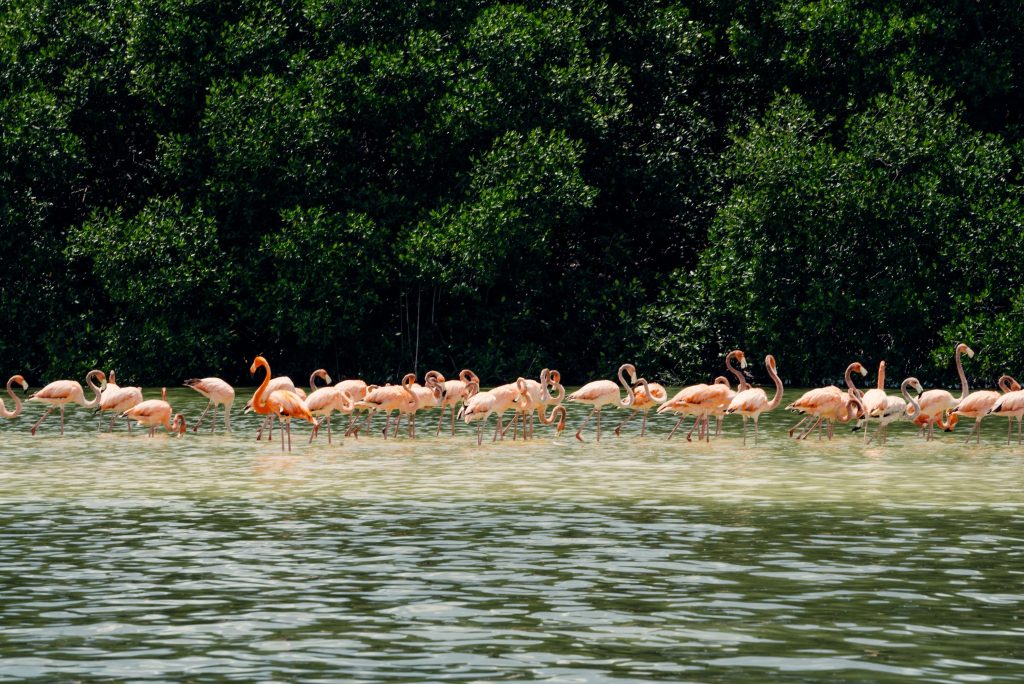 Flamencos en Celestún