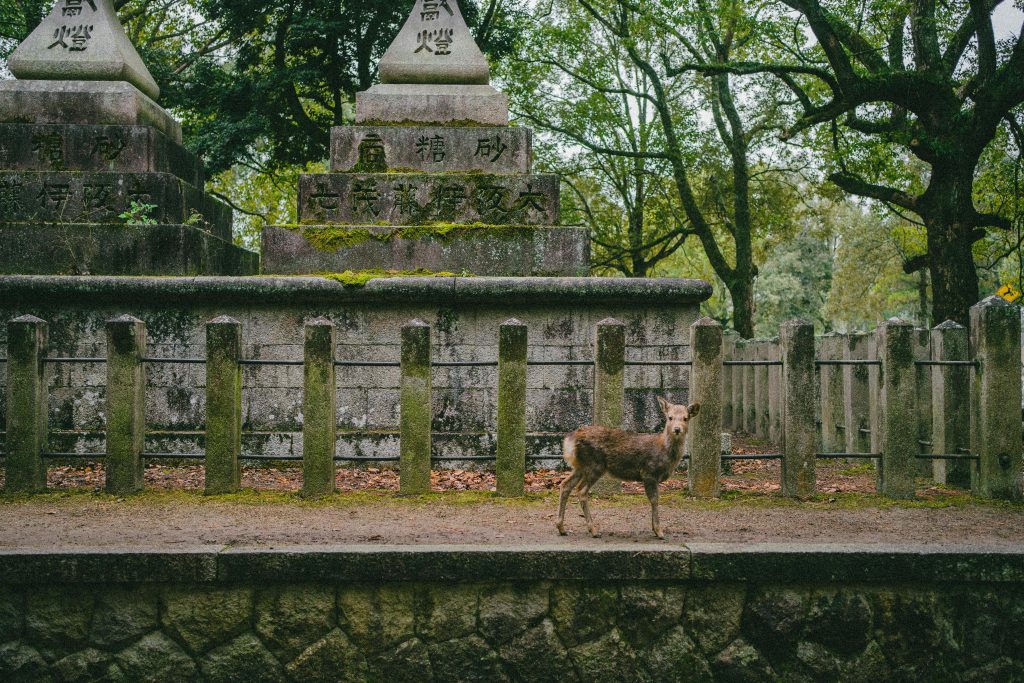 Ciervos de Nara frente a templos